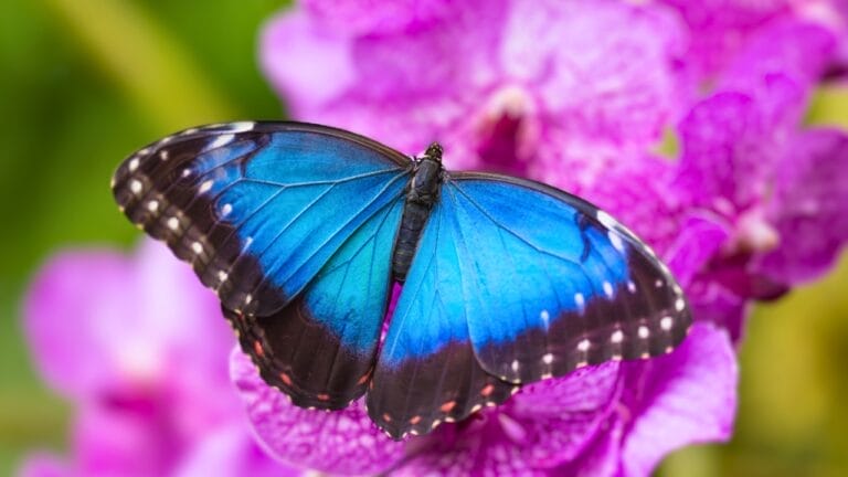 13 Fall Garden Ideas to Attract Pollinators Year After Year 6 13 Fall Garden Ideas to Attract Pollinators Year After Year - blue morpho butterfly on pink flowers ss412167631