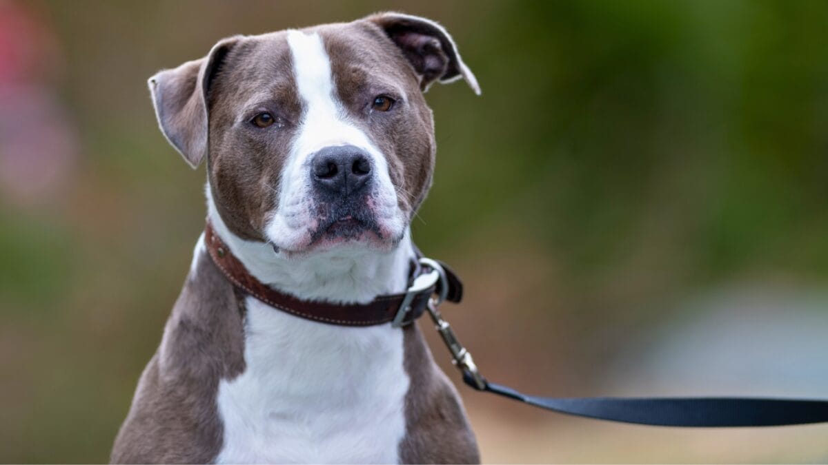 9 Pit Bull Myths: Separating Fact from Fiction About This Misunderstood Breed - blue nose pitbull ss2083074583