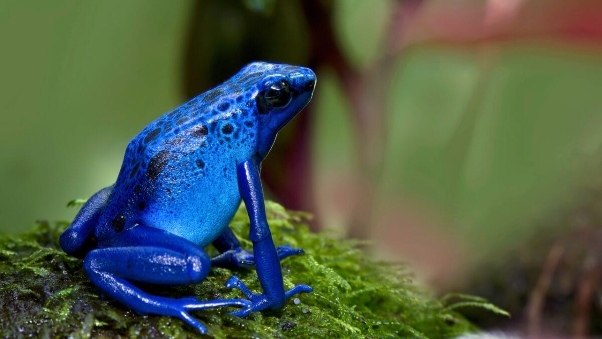 11 Breathtakingly Blue Beauties of the Animal Kingdom 2 11 Breathtakingly Blue Beauties of the Animal Kingdom - blue poison dart frog ss1753817198