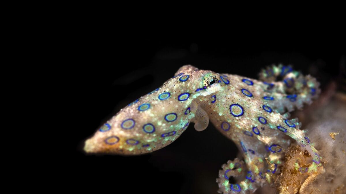 11 Breathtakingly Blue Beauties of the Animal Kingdom 6 11 Breathtakingly Blue Beauties of the Animal Kingdom - blue ringed octopus ss1752372185