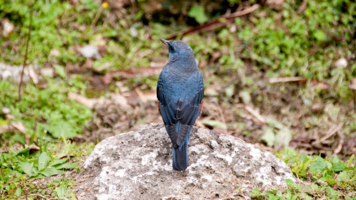 5 Things About the 1st U.S. Blue Rock-Thrush Oregon Sighting that Baffle Experts 4 5 Things About the 1st U.S. Blue Rock-Thrush Oregon Sighting that Baffle Experts - blue rock thrush camouflage dp329615440