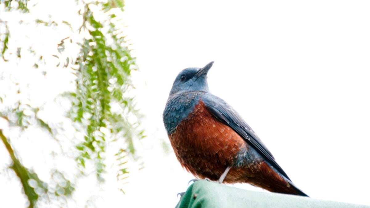 5 Things About the 1st U.S. Blue Rock-Thrush Oregon Sighting that Baffle Experts 5 5 Things About the 1st U.S. Blue Rock-Thrush Oregon Sighting that Baffle Experts - blue rock thrush dp329615376