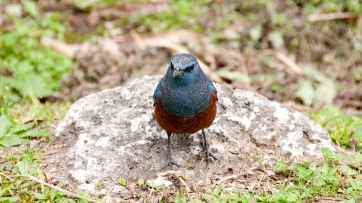 5 Things About the 1st U.S. Blue Rock-Thrush Oregon Sighting that Baffle Experts 2 5 Things About the 1st U.S. Blue Rock-Thrush Oregon Sighting that Baffle Experts - blue rock thrush in ground dp329615452