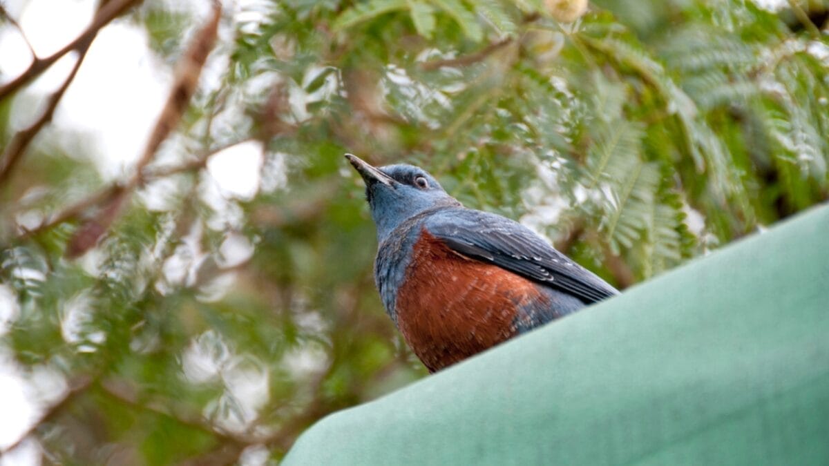 5 Things About the 1st U.S. Blue Rock-Thrush Oregon Sighting that Baffle Experts 3 5 Things About the 1st U.S. Blue Rock-Thrush Oregon Sighting that Baffle Experts - blue rock thrush in tree dp329615408