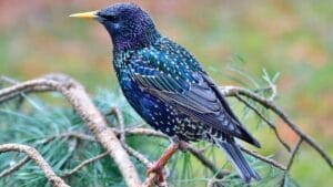 10 Mystical Messages the Universe Sends When Birds Chirp in the Morning 1 10 Mystical Messages the Universe Sends When Birds Chirp in the Morning - blue rock thrush oregon bird dp341791626