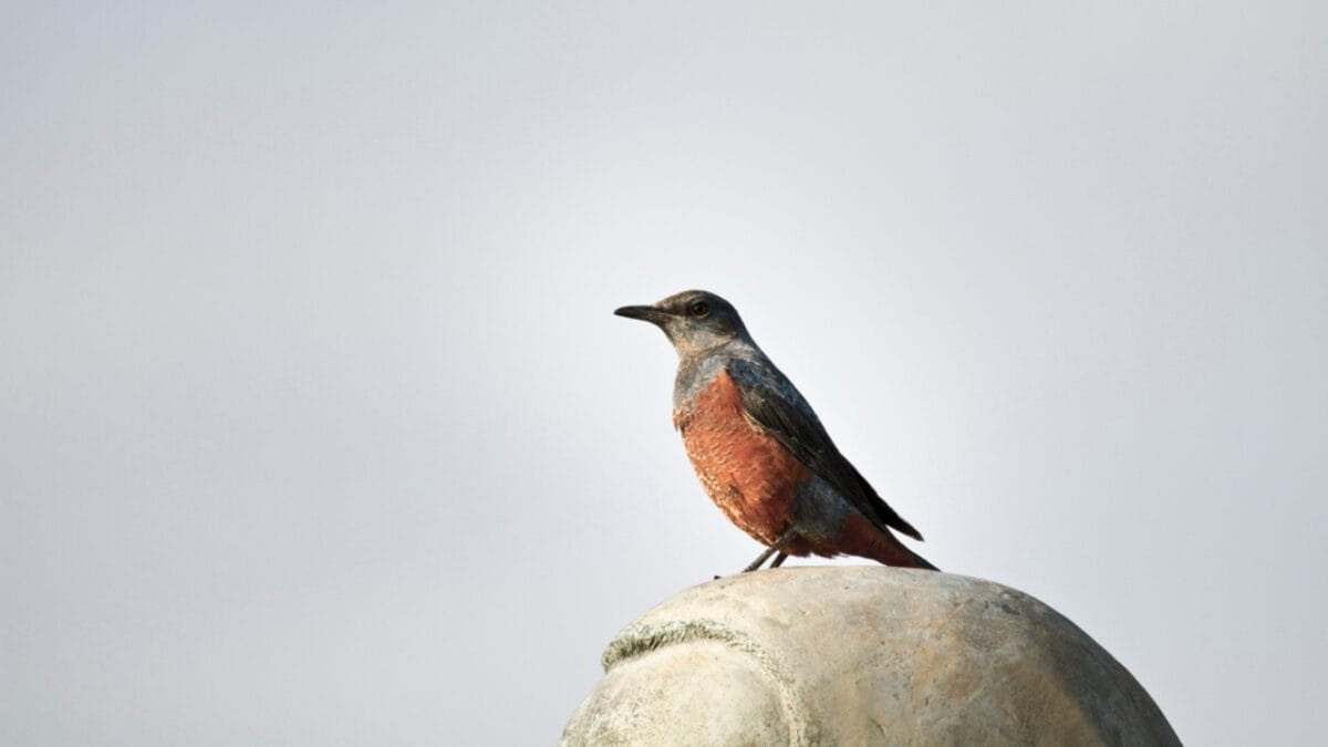 5 Things About the 1st U.S. Blue Rock-Thrush Oregon Sighting that Baffle Experts 7 5 Things About the 1st U.S. Blue Rock-Thrush Oregon Sighting that Baffle Experts - blue rock thrush photography dp19633235