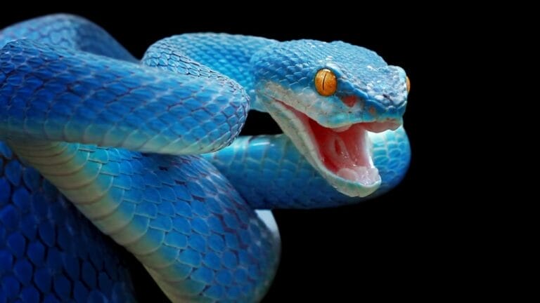 20 of the Most Colorful Snakes You'll Ever See 4 20 of the Most Colorful Snakes You'll Ever See - blue snake ss1323041051