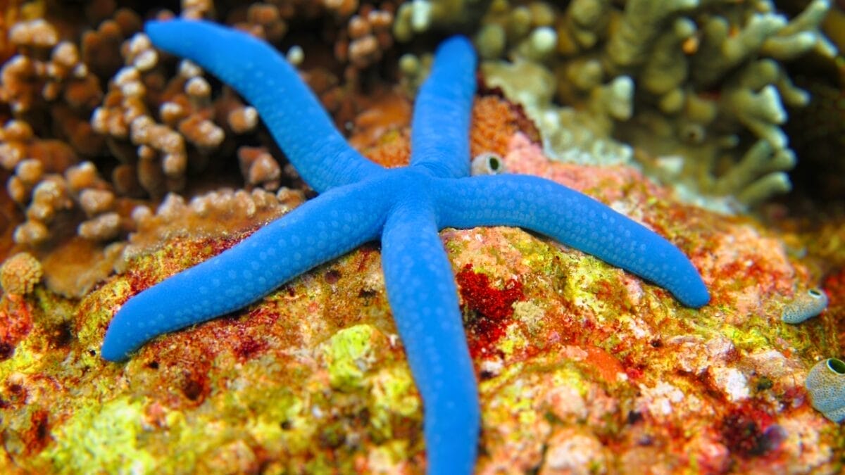 11 Breathtakingly Blue Beauties of the Animal Kingdom 8 11 Breathtakingly Blue Beauties of the Animal Kingdom - blue starfish ss2427587135
