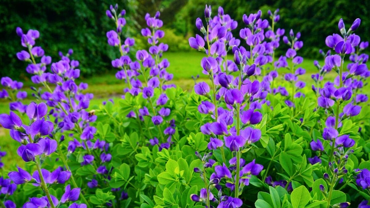 9 Favorite Perennials That Attract Hummingbirds Year After Year 5 9 Favorite Perennials That Attract Hummingbirds Year After Year - blue wild indigo ss2254801499
