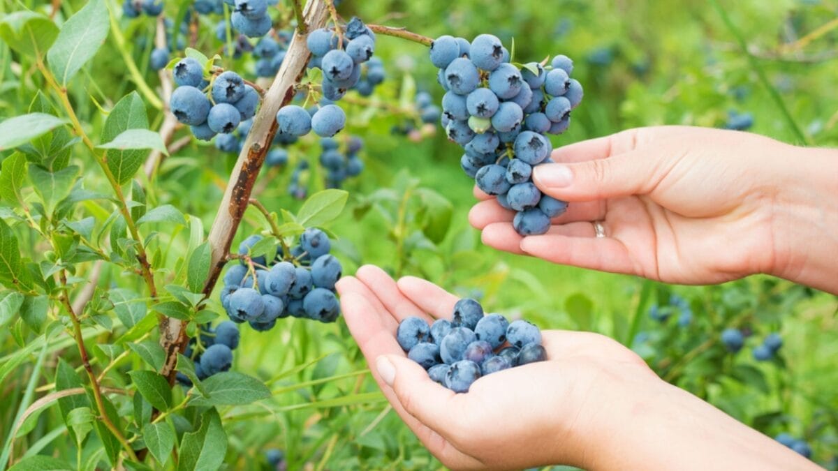 14 Signs in Nature That Predict a Harsh Winter Ahead - blueberries ss318208439