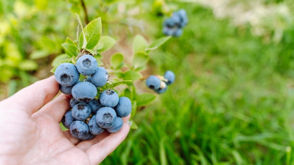 8 Easy Steps to Growing Blueberries in Your Garden - blueberry in garden dp665717606