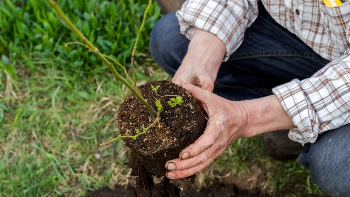 8 Easy Steps to Growing Blueberries in Your Garden 3 8 Easy Steps to Growing Blueberries in Your Garden - blueberry in soil dp238637546