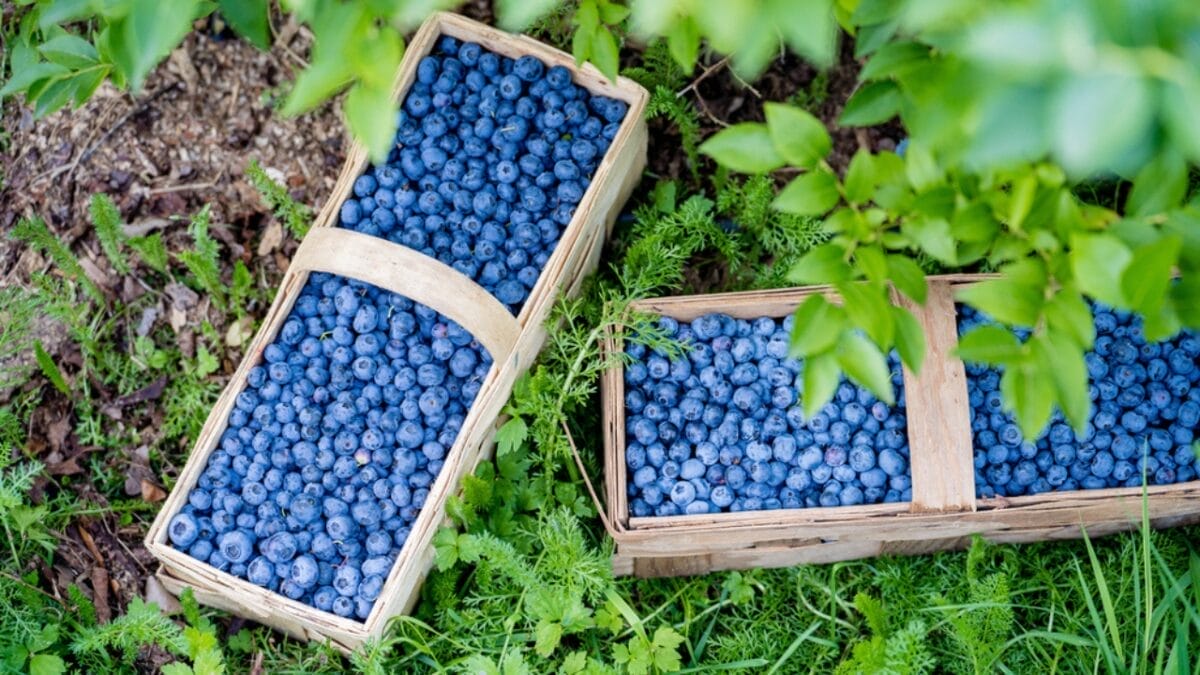 8 Easy Steps to Growing Blueberries in Your Garden 6 8 Easy Steps to Growing Blueberries in Your Garden - blueberry organic planting dp656839538