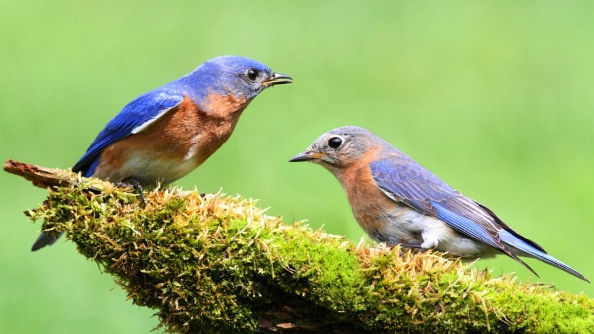 Not Every Blue-Hued Bird Is a Bluebird - Here's How to Tell Them Apart 3 Not Every Blue-Hued Bird Is a Bluebird - Here's How to Tell Them Apart - bluebird dp7916365