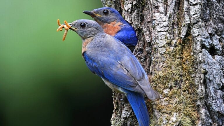 Where Do Bluebirds Go at Night? 4 Secret Resting Spots of These Colorful Birds 10 Where Do Bluebirds Go at Night? 4 Secret Resting Spots of These Colorful Birds - bluebird eating worm dp7915871