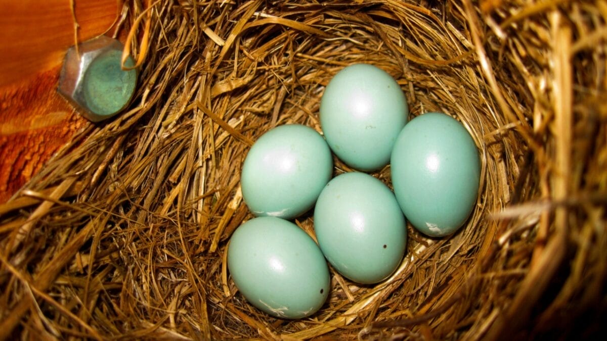 13 Lesser-Known Facts About the Great Eastern Bluebird 7 13 Lesser-Known Facts About the Great Eastern Bluebird - bluebird nest ss661541977