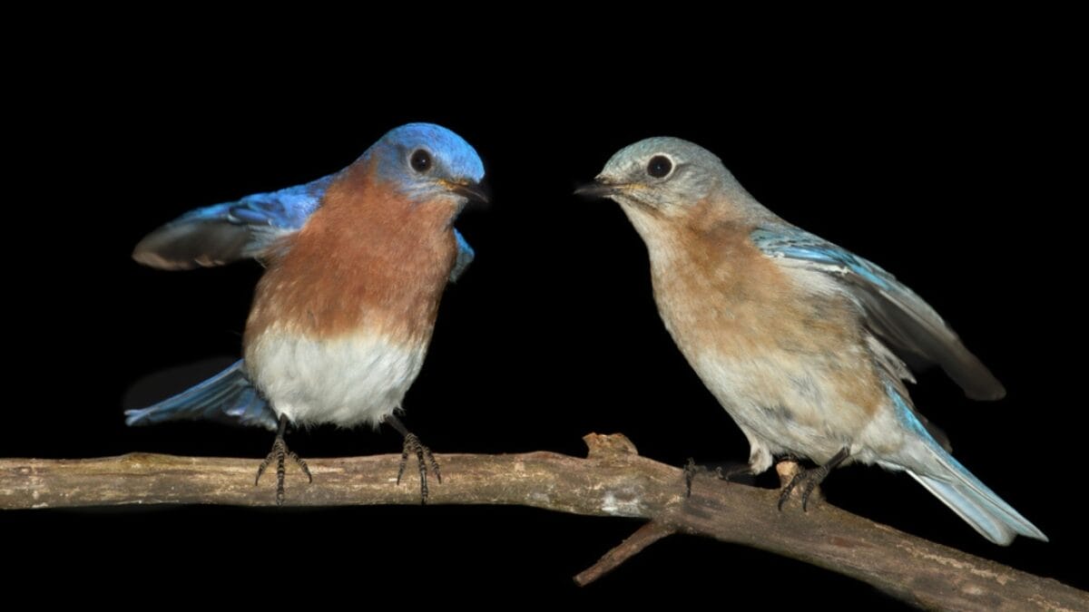 13 Lesser-Known Facts About the Great Eastern Bluebird 5 13 Lesser-Known Facts About the Great Eastern Bluebird - bluebird on branch dp125090606