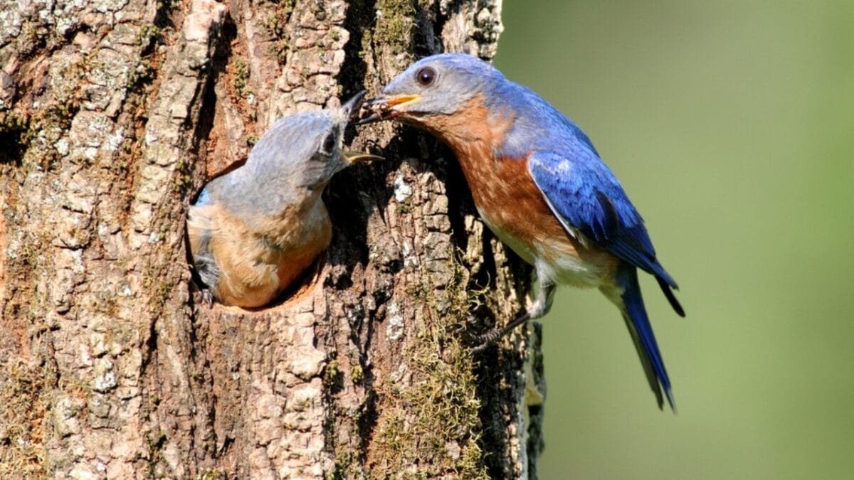 13 Lesser-Known Facts About the Great Eastern Bluebird 8 13 Lesser-Known Facts About the Great Eastern Bluebird - bluebird tree cavities ss685402399