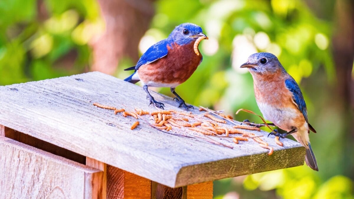 13 Lesser-Known Facts About the Great Eastern Bluebird 10 13 Lesser-Known Facts About the Great Eastern Bluebird - bluebird worm ss2028734942