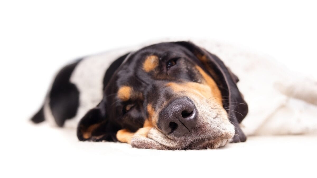 9 Common Health Problems Bluetick Coonhounds Face & How to Spot Them - bluetick dog face closeup ss2381136781