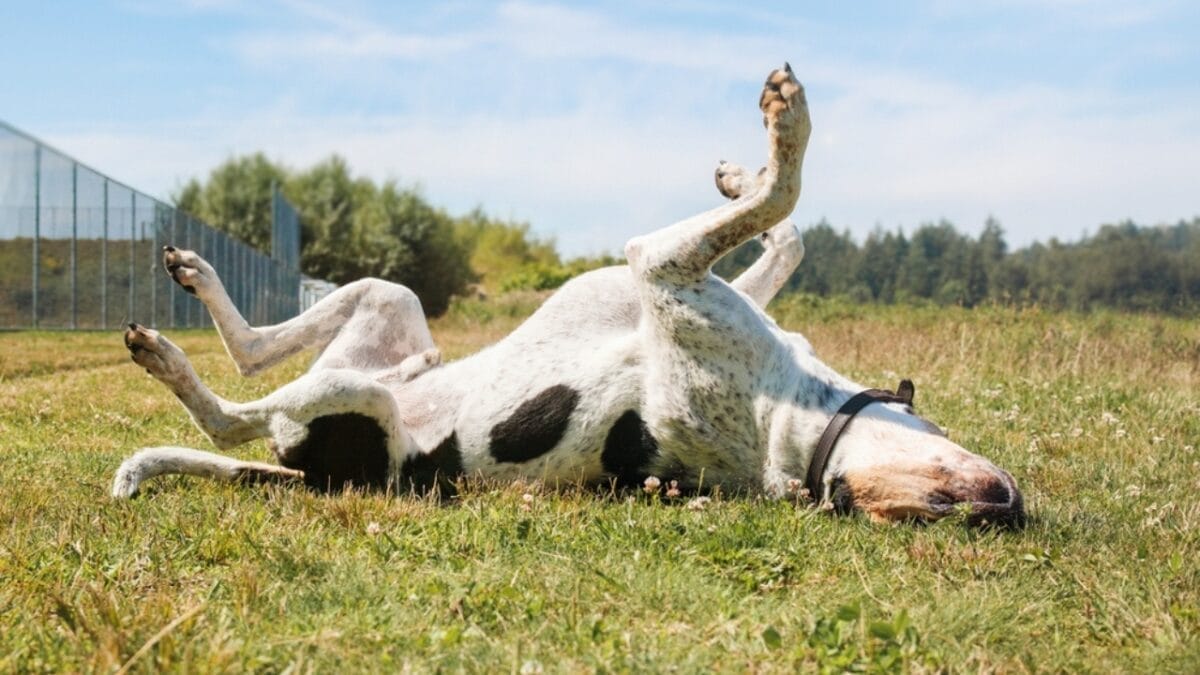9 Common Health Problems Bluetick Coonhounds Face & How to Spot Them - bluetick dog laying grass ss2341480663