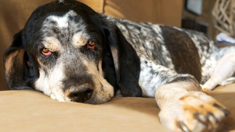 9 Common Health Problems Bluetick Coonhounds Face & How to Spot Them - bluetick dog looking front ss239585989