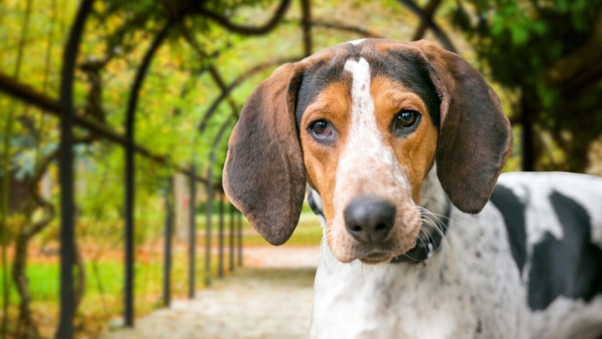 9 Common Health Problems Bluetick Coonhounds Face & How to Spot Them - bluetick dog looking sad ss2389300523