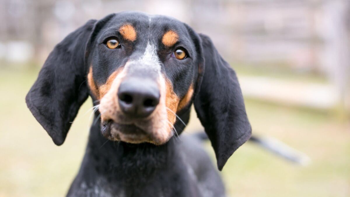 9 Common Health Problems Bluetick Coonhounds Face & How to Spot Them - bluetick dog nose ss1201158835