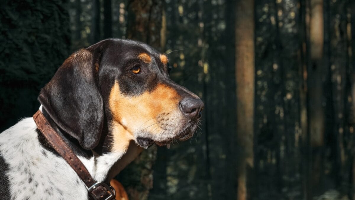 9 Common Health Problems Bluetick Coonhounds Face & How to Spot Them - bluetick dog side forest ss2346850363