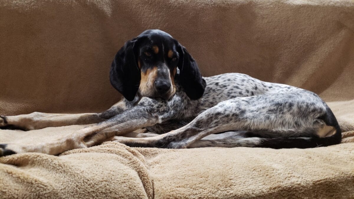 9 Common Health Problems Bluetick Coonhounds Face & How to Spot Them - bluetick dog sitting couch ss1562406844