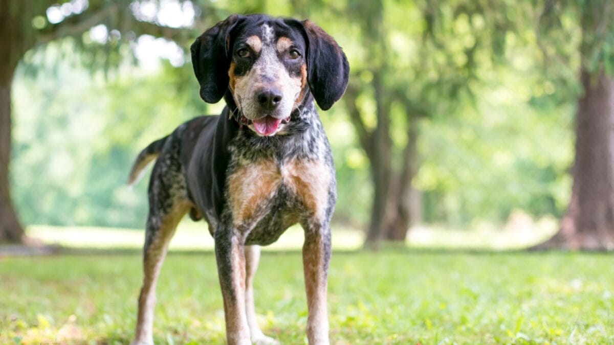 9 Common Health Problems Bluetick Coonhounds Face & How to Spot Them 8 9 Common Health Problems Bluetick Coonhounds Face & How to Spot Them - bluetick dog standing grass ss1844038990