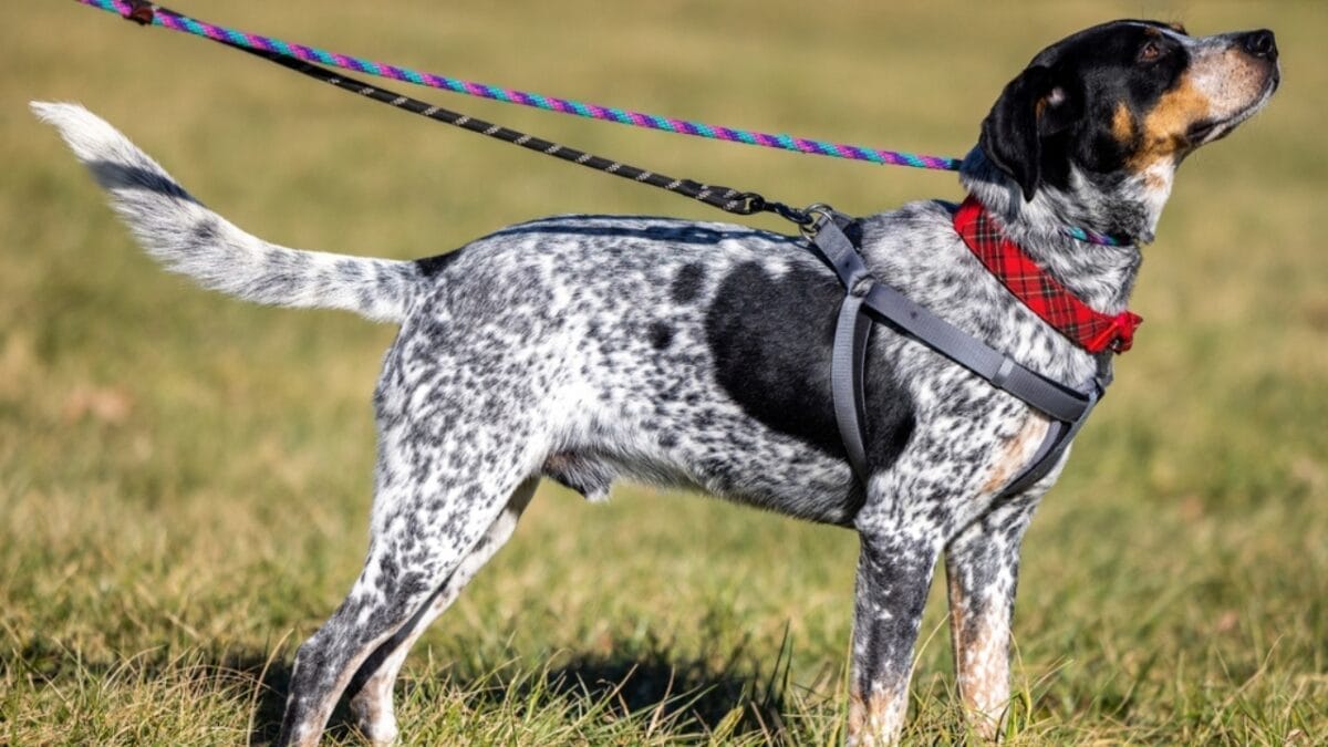 9 Common Health Problems Bluetick Coonhounds Face & How to Spot Them - bluetick dog with leash ss2116920245
