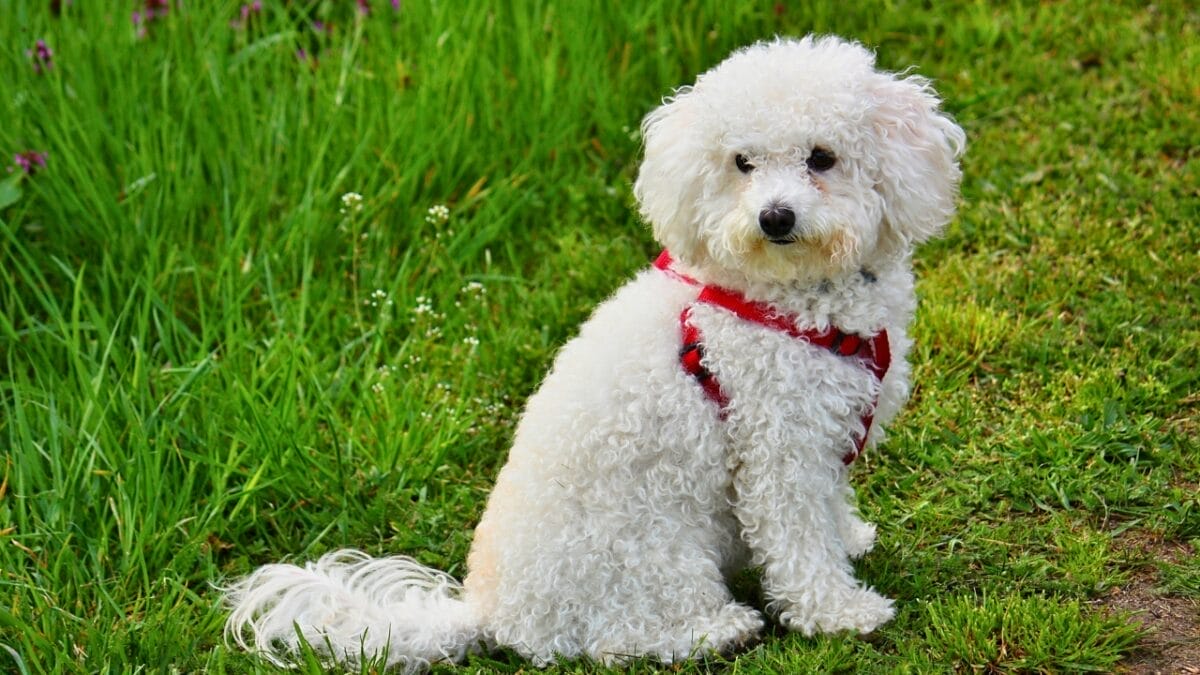 Pet Allergies? No Worries With These Small Dog Breeds That Don't Shed 5 Pet Allergies? No Worries With These Small Dog Breeds That Don't Shed - bolognese ss423606574