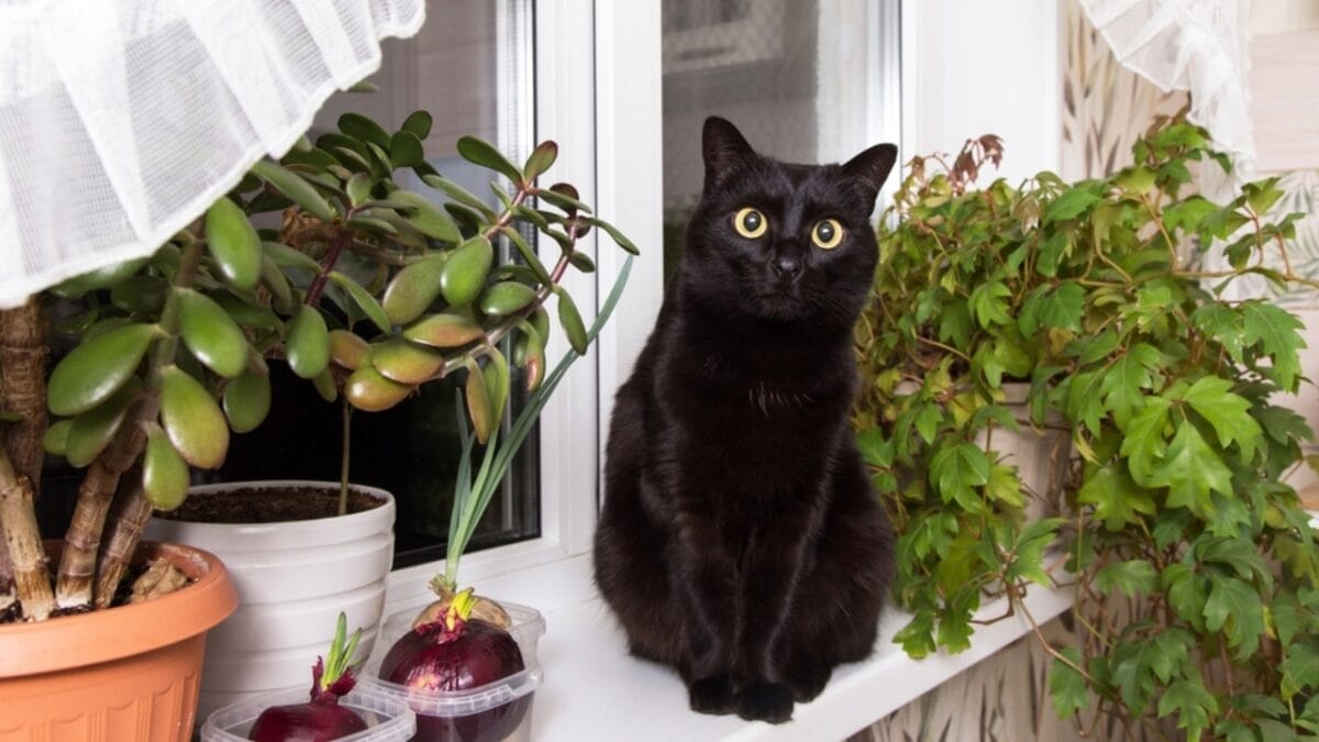 11 Fun Facts About Black Cats That Will Leave You Spellbound 10 11 Fun Facts About Black Cats That Will Leave You Spellbound - bombay cat ss2224496419
