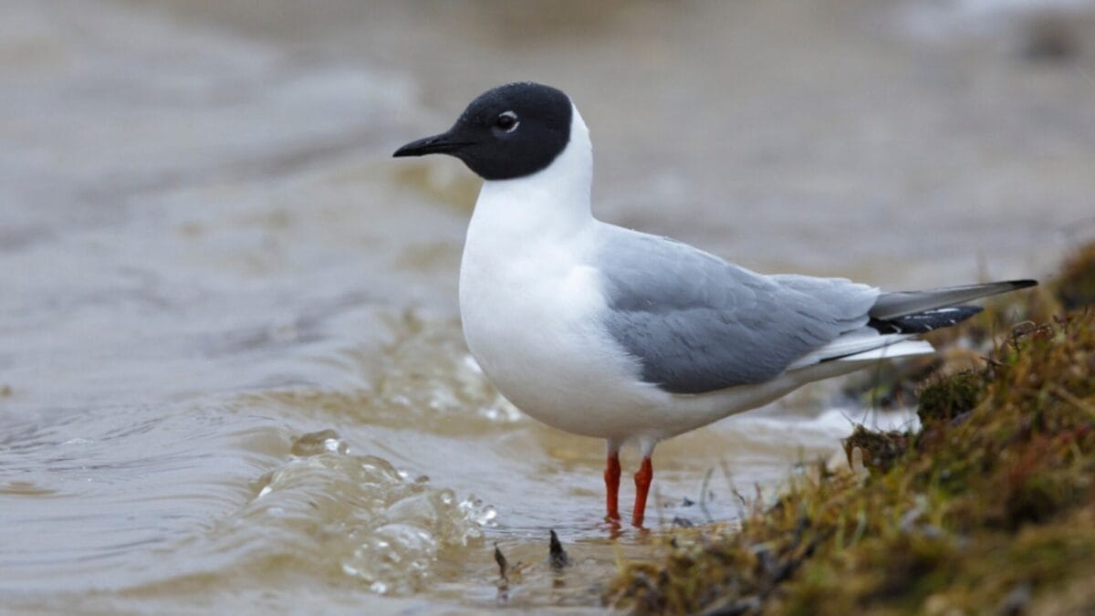 12 Unusual Birds with White Colored Heads & How to Tell Them Apart - bonapartes gull ss1217174074