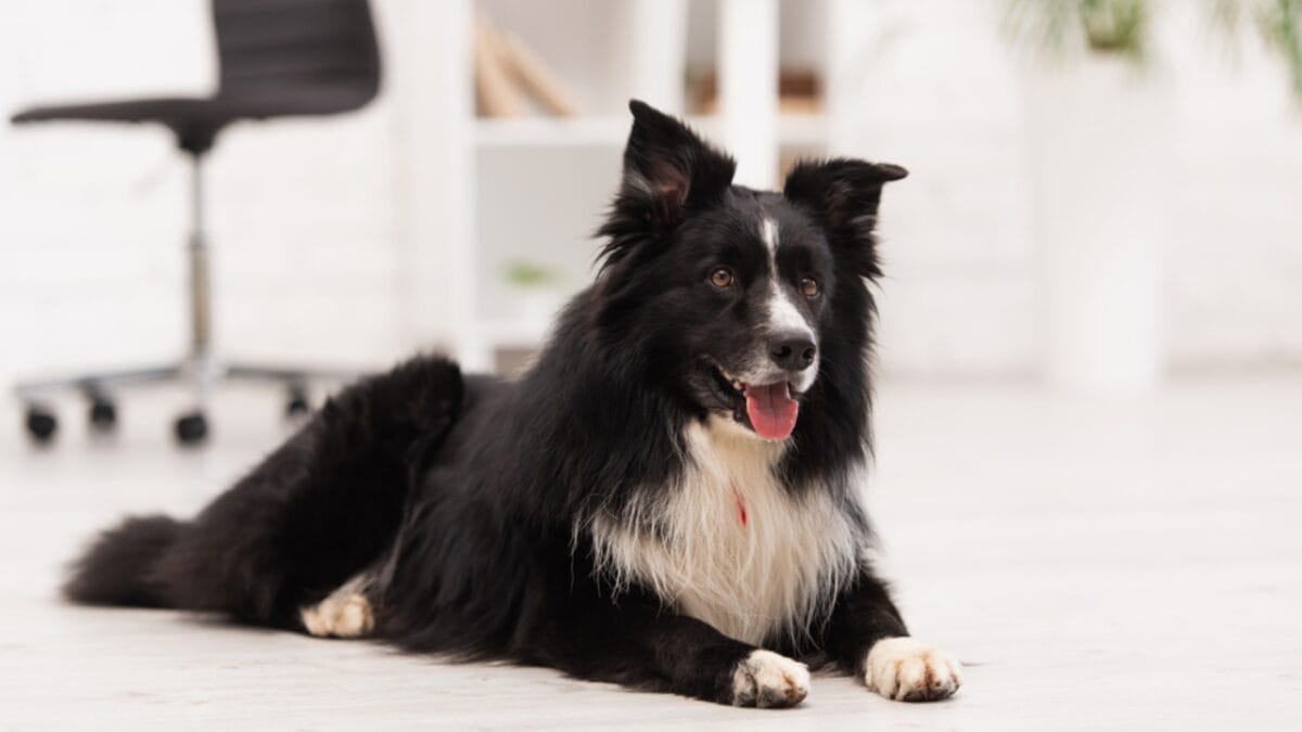 A Border Collie Learned Over 1,000 Names & 10 Other Impressive Breed Facts 9 A Border Collie Learned Over 1,000 Names & 10 Other Impressive Breed Facts - border collie dog dp567745390