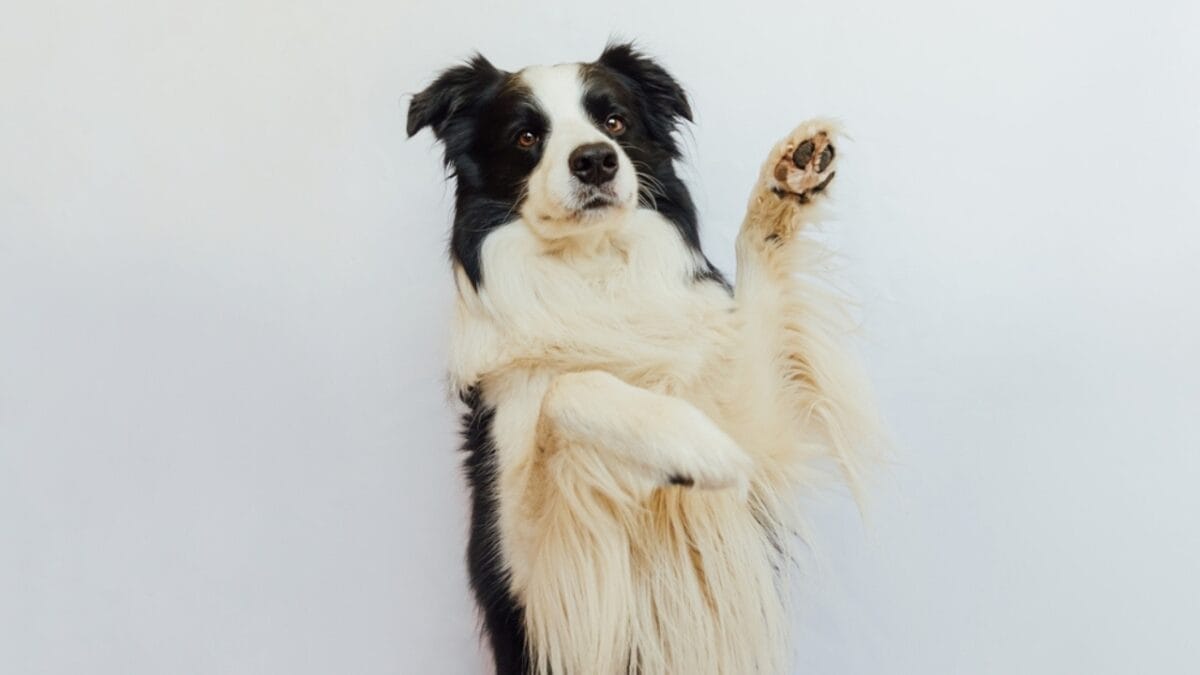 A Border Collie Learned Over 1,000 Names & 10 Other Impressive Breed Facts 7 A Border Collie Learned Over 1,000 Names & 10 Other Impressive Breed Facts - border collie dog paw ss2271328023