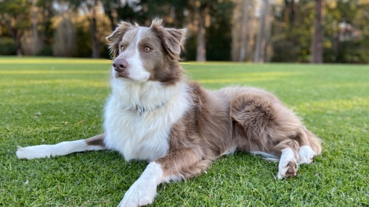 23 Dog Breeds That Could Be Lifesavers in a Zombie Apocalypse - border collie dog sitting brown ss2259718817