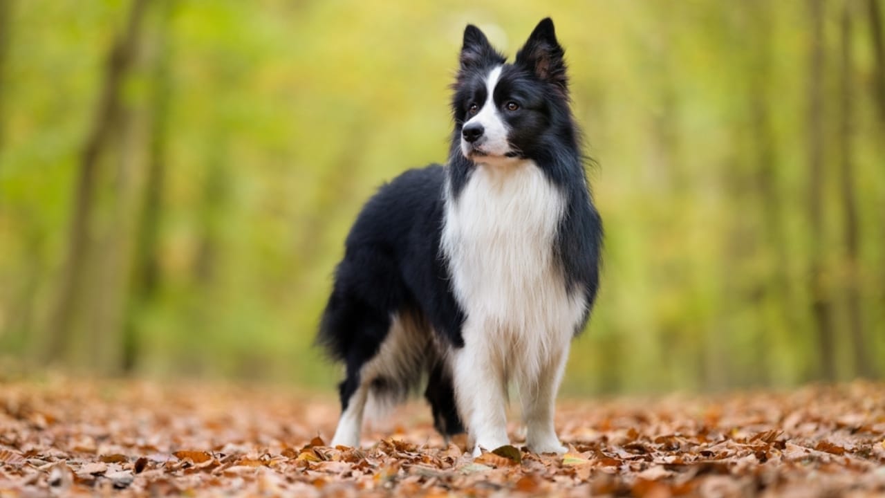 26 Dog Breeds Who Believe Aggression Is Simply Overrated 14 26 Dog Breeds Who Believe Aggression Is Simply Overrated - border collie dog standing leaves ss2224437951