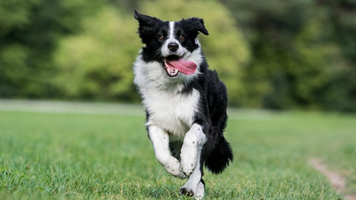 10 Dog Breeds Perfect As Running Companions 4 10 Dog Breeds Perfect As Running Companions - border collie running ss715940125