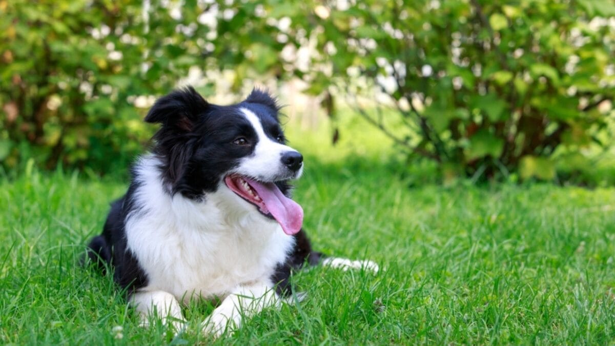 A Border Collie Learned Over 1,000 Names & 10 Other Impressive Breed Facts 11 A Border Collie Learned Over 1,000 Names & 10 Other Impressive Breed Facts - border collie sitting grass ss2291850705