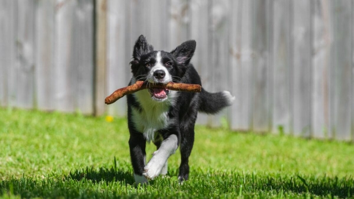 A Border Collie Learned Over 1,000 Names & 10 Other Impressive Breed Facts 8 A Border Collie Learned Over 1,000 Names & 10 Other Impressive Breed Facts - border collie ss2274019693