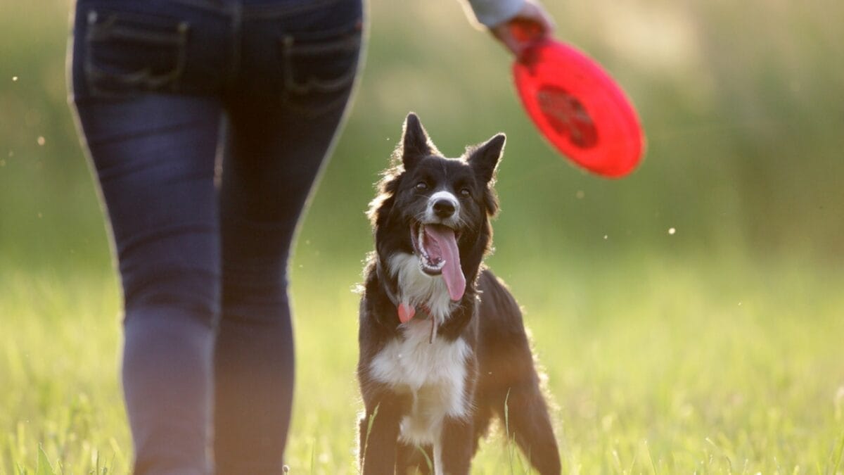 A Border Collie Learned Over 1,000 Names & 10 Other Impressive Breed Facts 6 A Border Collie Learned Over 1,000 Names & 10 Other Impressive Breed Facts - border collie ss432830485