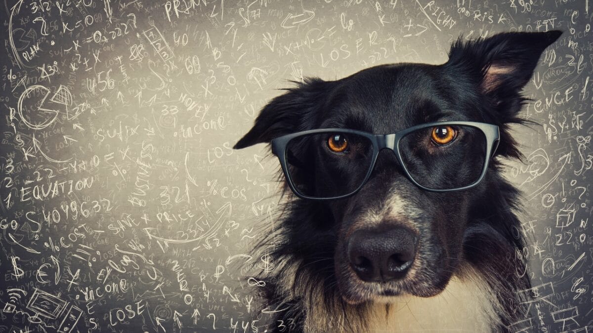 A Border Collie Learned Over 1,000 Names & 10 Other Impressive Breed Facts 2 A Border Collie Learned Over 1,000 Names & 10 Other Impressive Breed Facts - border collie wearing glasses ss1662479017