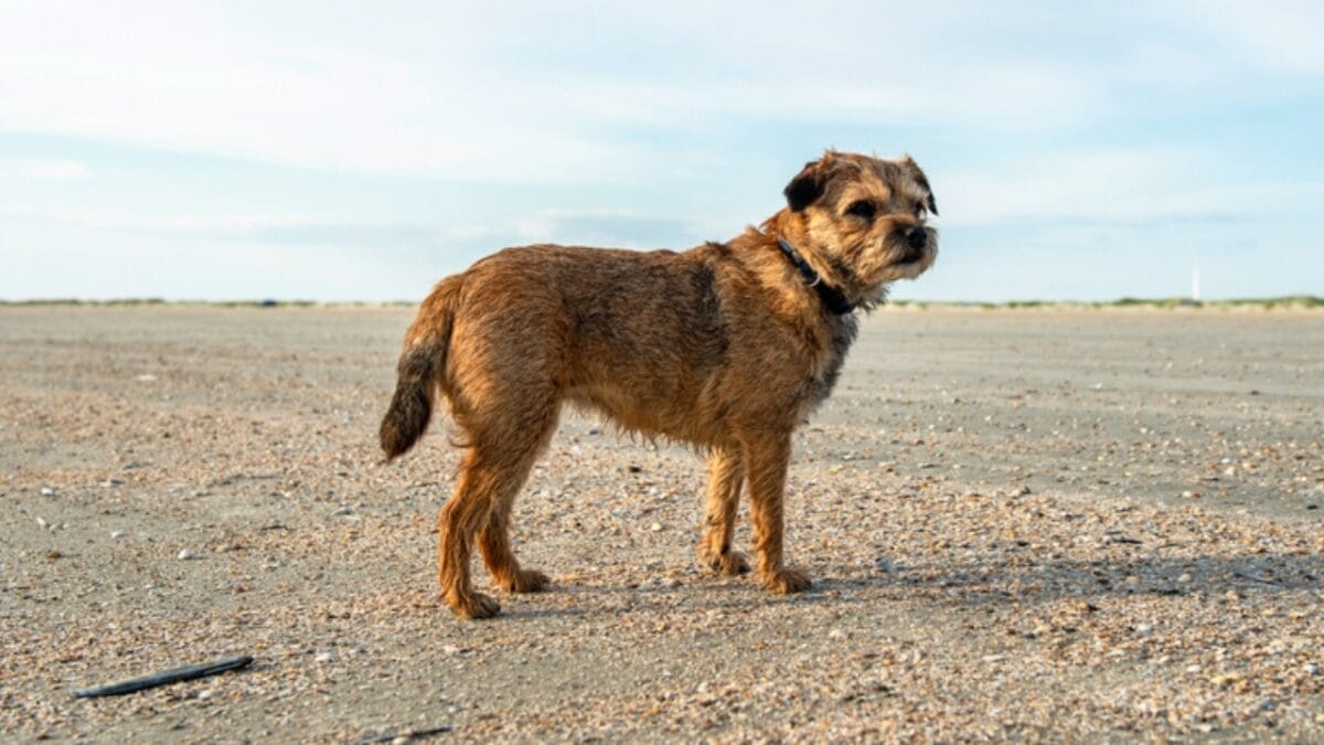 The 100-Mile Solo Journey of Lucky & 10 Reasons Why Border Terriers are Extraordinary 6 The 100-Mile Solo Journey of Lucky & 10 Reasons Why Border Terriers are Extraordinary - border terrier dog beach ss1518292961