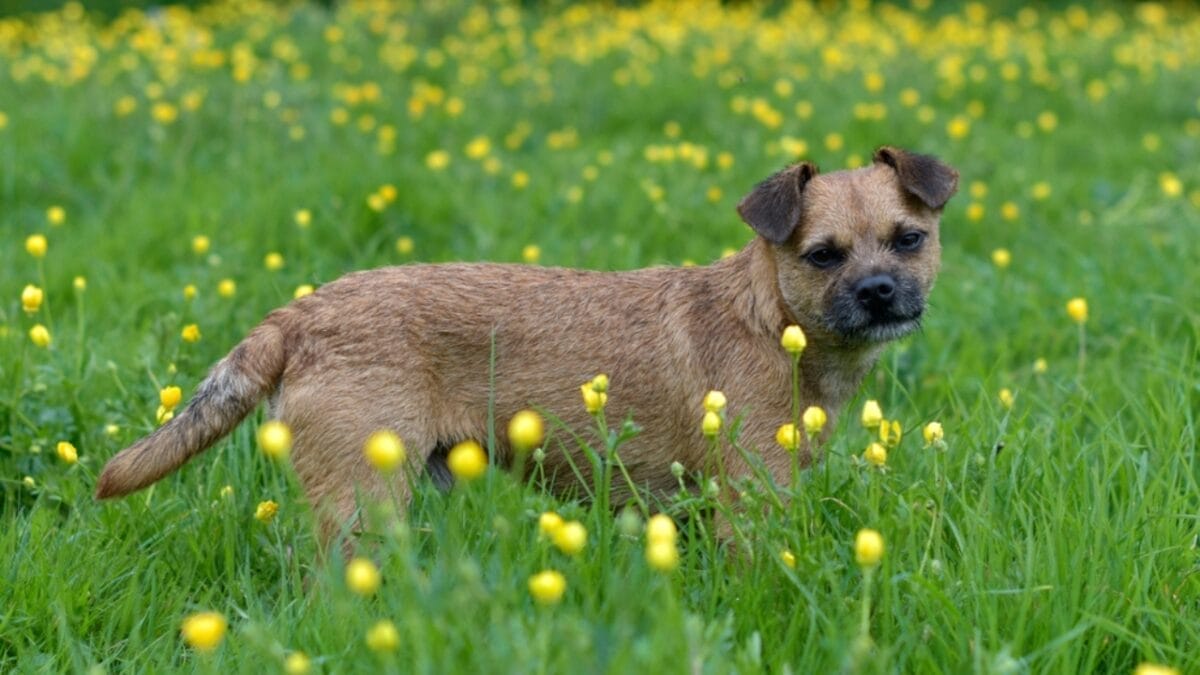 The 100-Mile Solo Journey of Lucky & 10 Reasons Why Border Terriers are Extraordinary 10 The 100-Mile Solo Journey of Lucky & 10 Reasons Why Border Terriers are Extraordinary - border terrier dog flowers ss2365208685