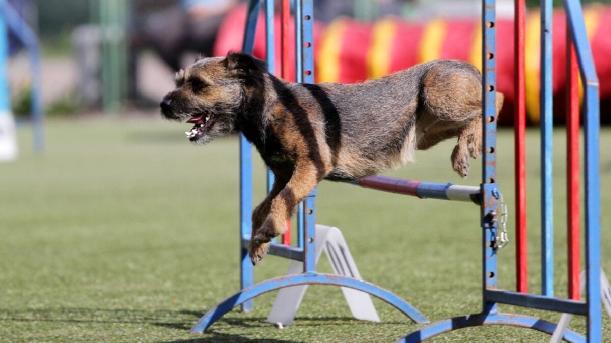 Combat Dog Boredom: 18 Ideas to Stimulate Your Pup's Mind 16 Combat Dog Boredom: 18 Ideas to Stimulate Your Pup's Mind - border terrier dog jumping obstacle ss440489191