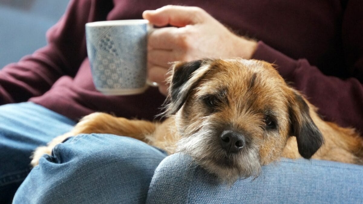The 100-Mile Solo Journey of Lucky & 10 Reasons Why Border Terriers are Extraordinary 8 The 100-Mile Solo Journey of Lucky & 10 Reasons Why Border Terriers are Extraordinary - border terrier dog on lap coffee ss2248664811