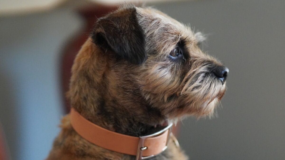 The 100-Mile Solo Journey of Lucky & 10 Reasons Why Border Terriers are Extraordinary 3 The 100-Mile Solo Journey of Lucky & 10 Reasons Why Border Terriers are Extraordinary - border terrier dog side ss2161085315