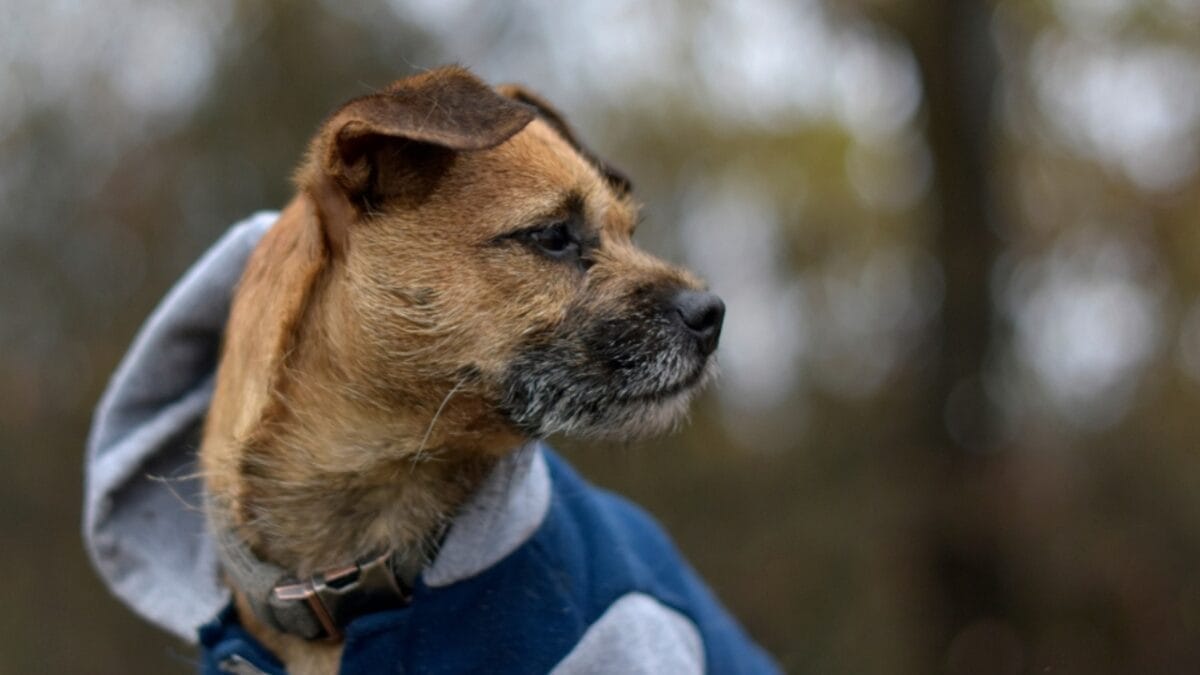 The 100-Mile Solo Journey of Lucky & 10 Reasons Why Border Terriers are Extraordinary 11 The 100-Mile Solo Journey of Lucky & 10 Reasons Why Border Terriers are Extraordinary - border terrier dog side wearing jacket ss2397047341